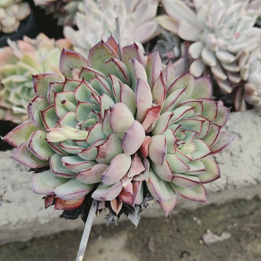 杂交,鲜花速递/花卉仿真/绿植园艺,多肉植物,淘宝优惠券,粉丝福利购,淘宝优惠卷