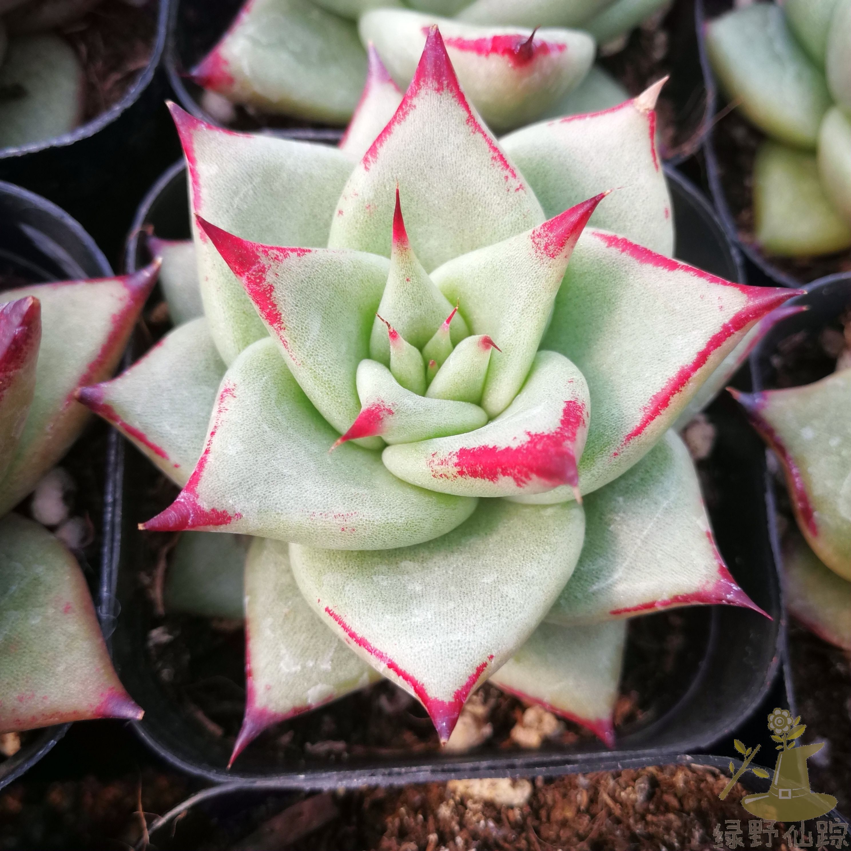 乌木东云绿野仙踪多肉植物