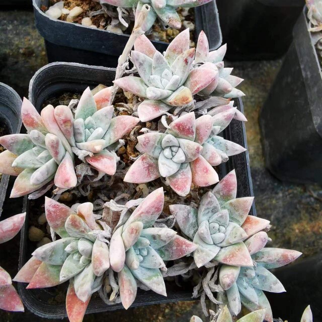 白菊仙女杯绿野仙踪多肉植物多头老桩粉嘟嘟冬型种块茎