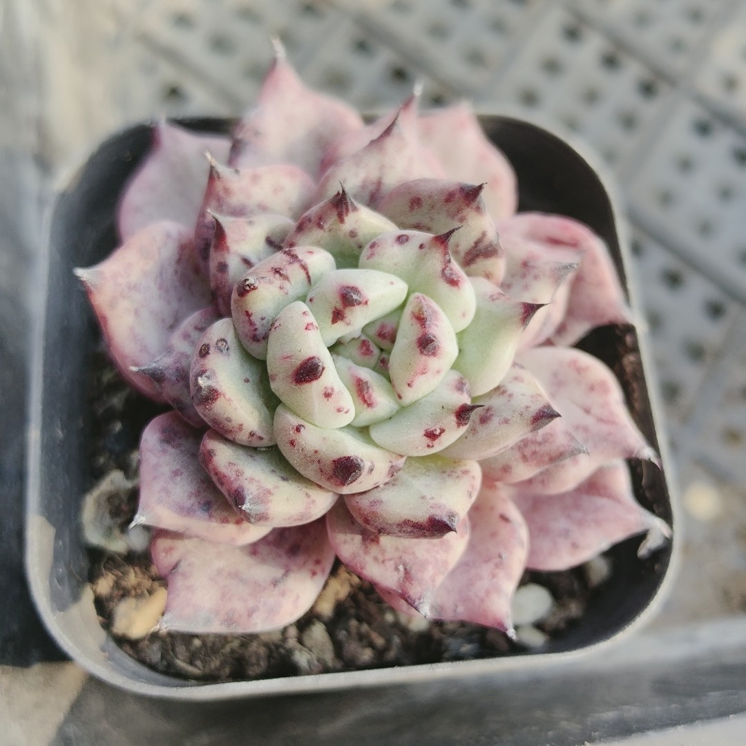 玉勾石化,鲜花速递/花卉仿真/绿植园艺,多肉植物,淘宝优惠券,粉丝福利购,淘宝优惠卷