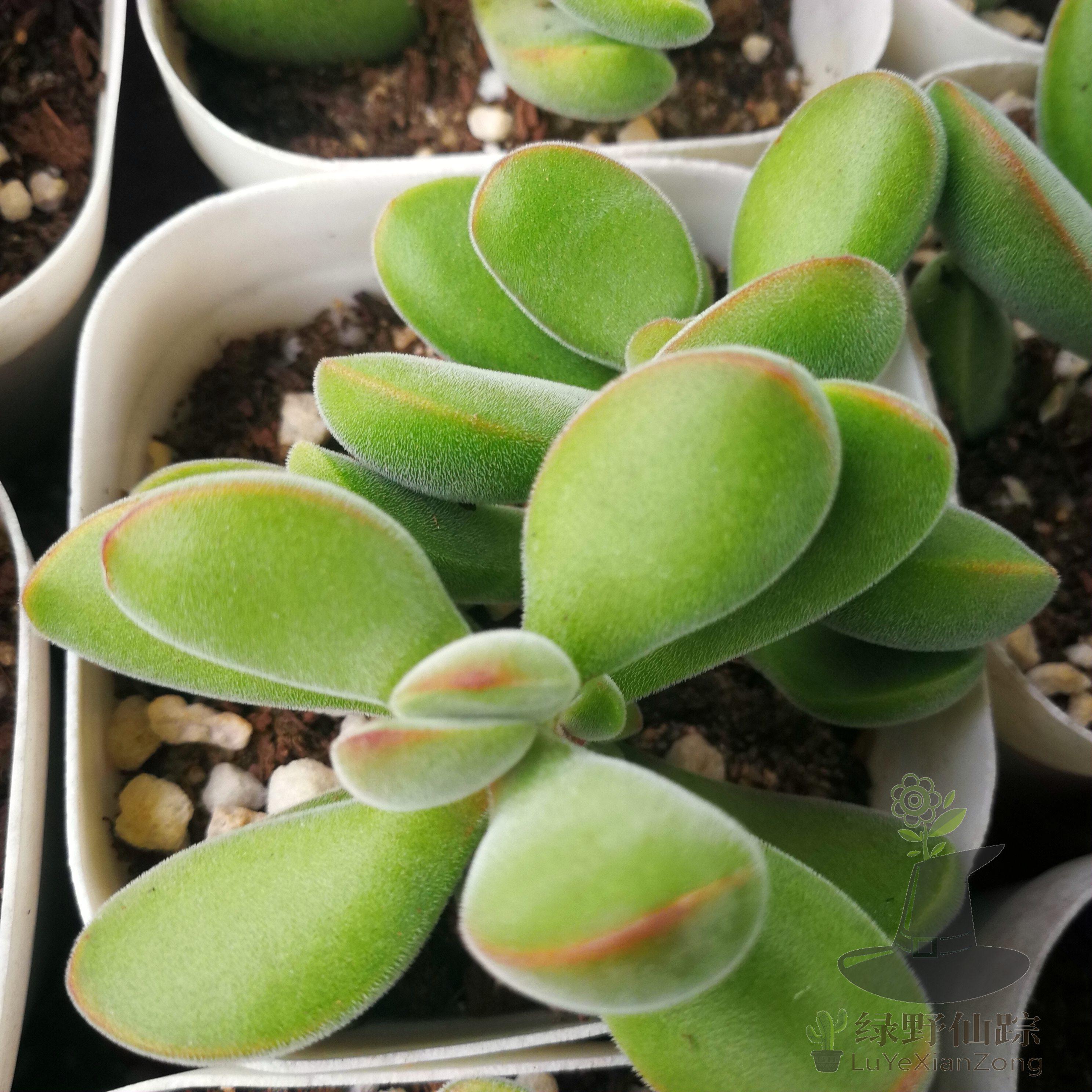 若歌诗绿野仙踪多肉植物秋季冬季阳台庭院家庭绿植园艺清新,鲜花速递/花卉仿真/绿植园艺,多肉植物,淘宝优惠券,粉丝福利购,淘宝优惠卷