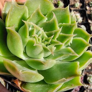 翠翠鸟绿野仙踪多肉植物独家自杂蓝丝绒杂交玉杯新品冰边皱边翠绿