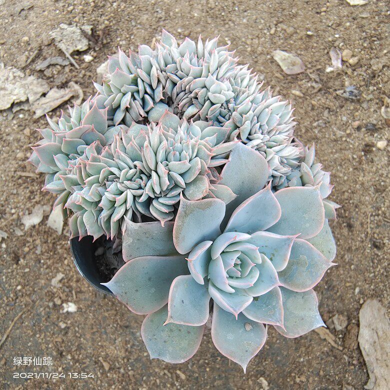 蓝石莲缀化绿野仙踪多肉植物春季秋季冬季阳台庭院办公家庭园艺