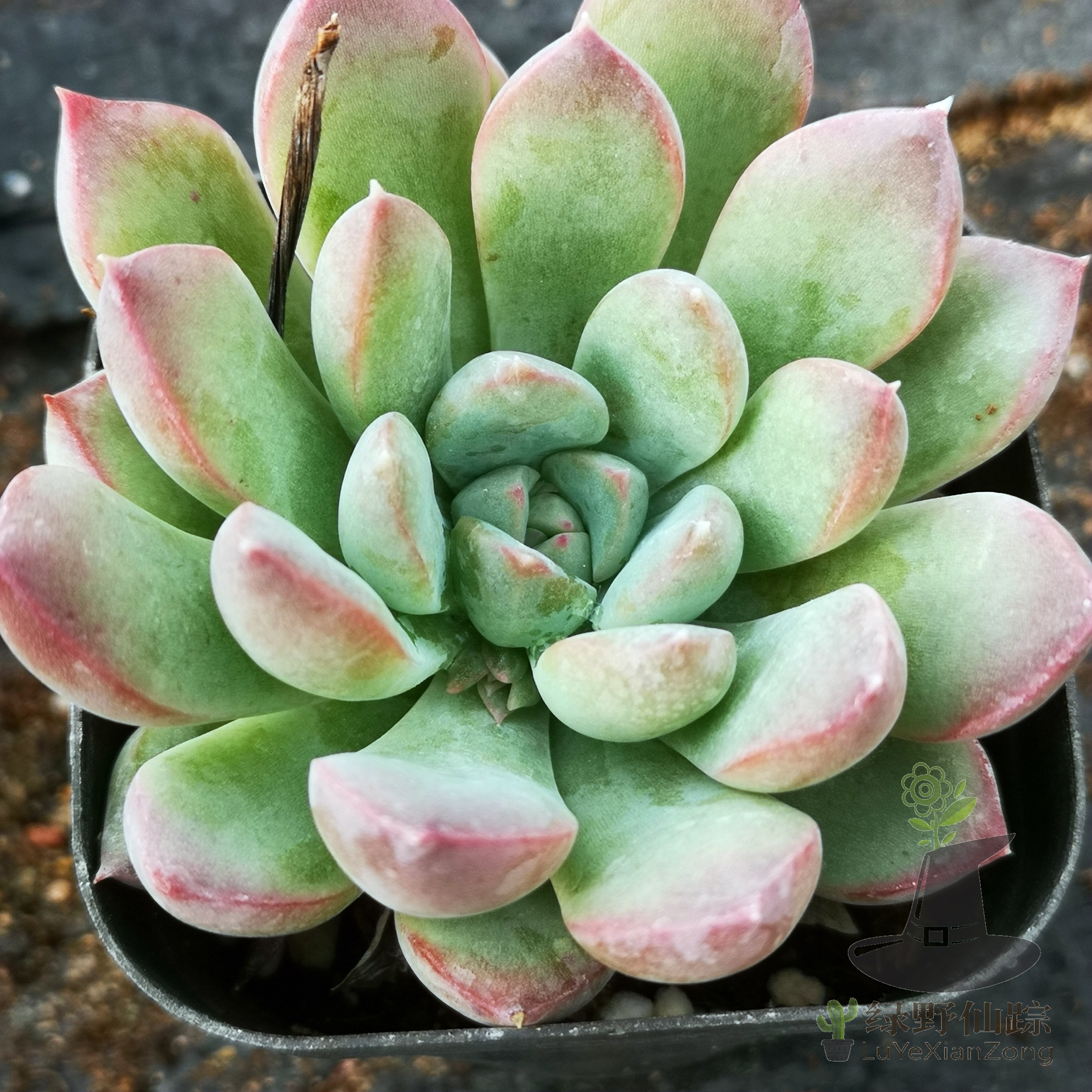 迈达斯国王绿野仙踪多肉植物秋季冬季阳台庭院园艺家庭办公清新