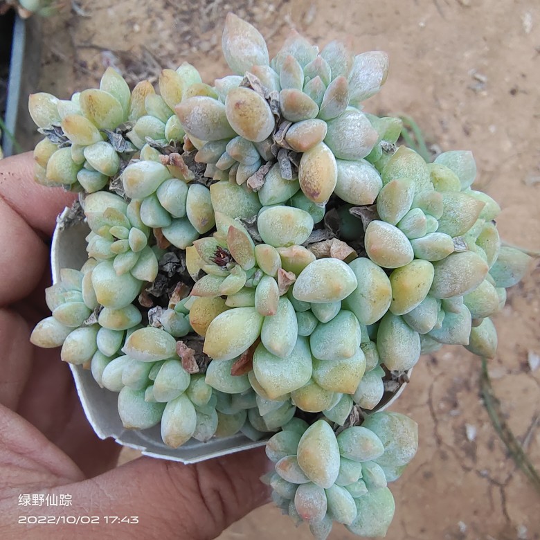 子持白莲粉蔓绿野仙踪多肉植物春季秋季阳台庭院家庭办公园艺绿植