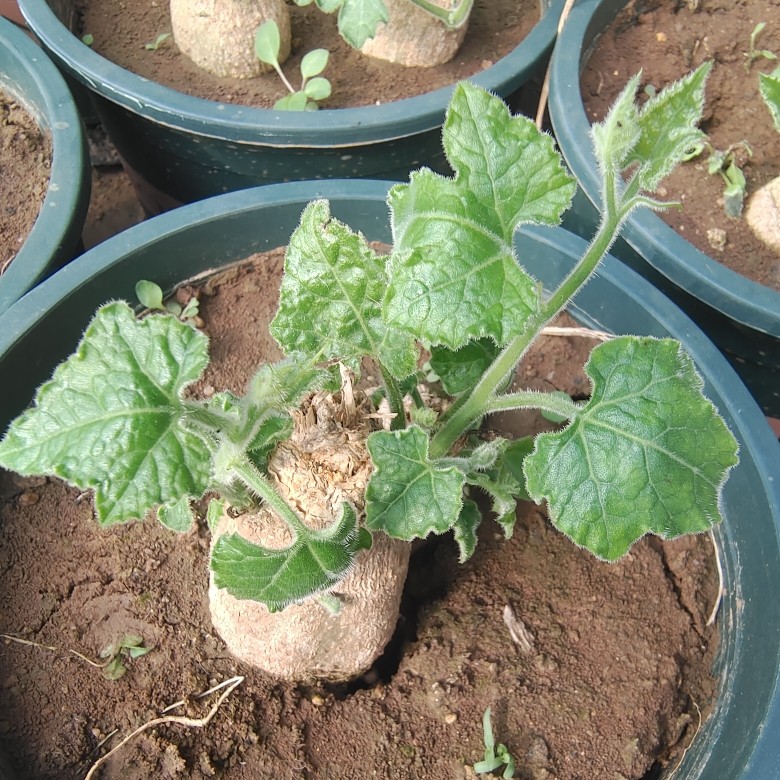 莱罗嘉葫芦白皮块根葫芦绿野仙踪多肉植物奇趣多肉，绿植园艺,鲜花速递/花卉仿真/绿植园艺,多肉植物,淘宝优惠券,粉丝福利购,淘宝优惠卷