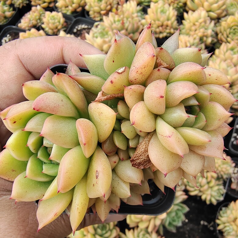 红酒桃绿野仙踪多肉植物春季秋季冬季阳台庭院家庭办公园艺绿植新