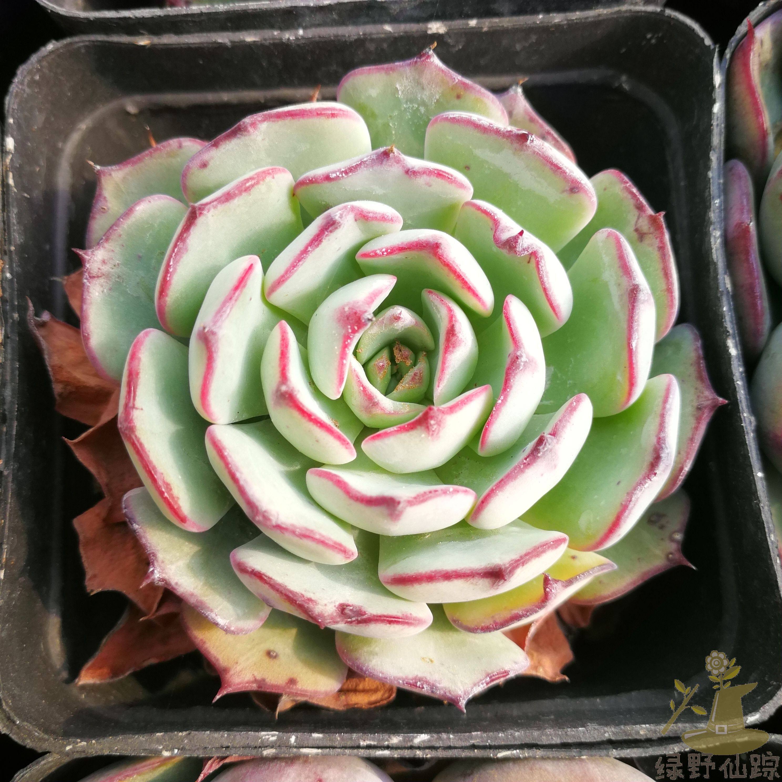 朗姆酒绿野仙踪多肉植物秋季冬季阳台庭院办公家庭园艺绿植清新,鲜花速递/花卉仿真/绿植园艺,多肉植物,淘宝优惠券,粉丝福利购,淘宝优惠卷