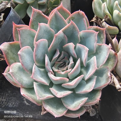 雨燕座绿野仙踪多肉植物春季秋季冬季阳台庭院家庭办公园艺绿植