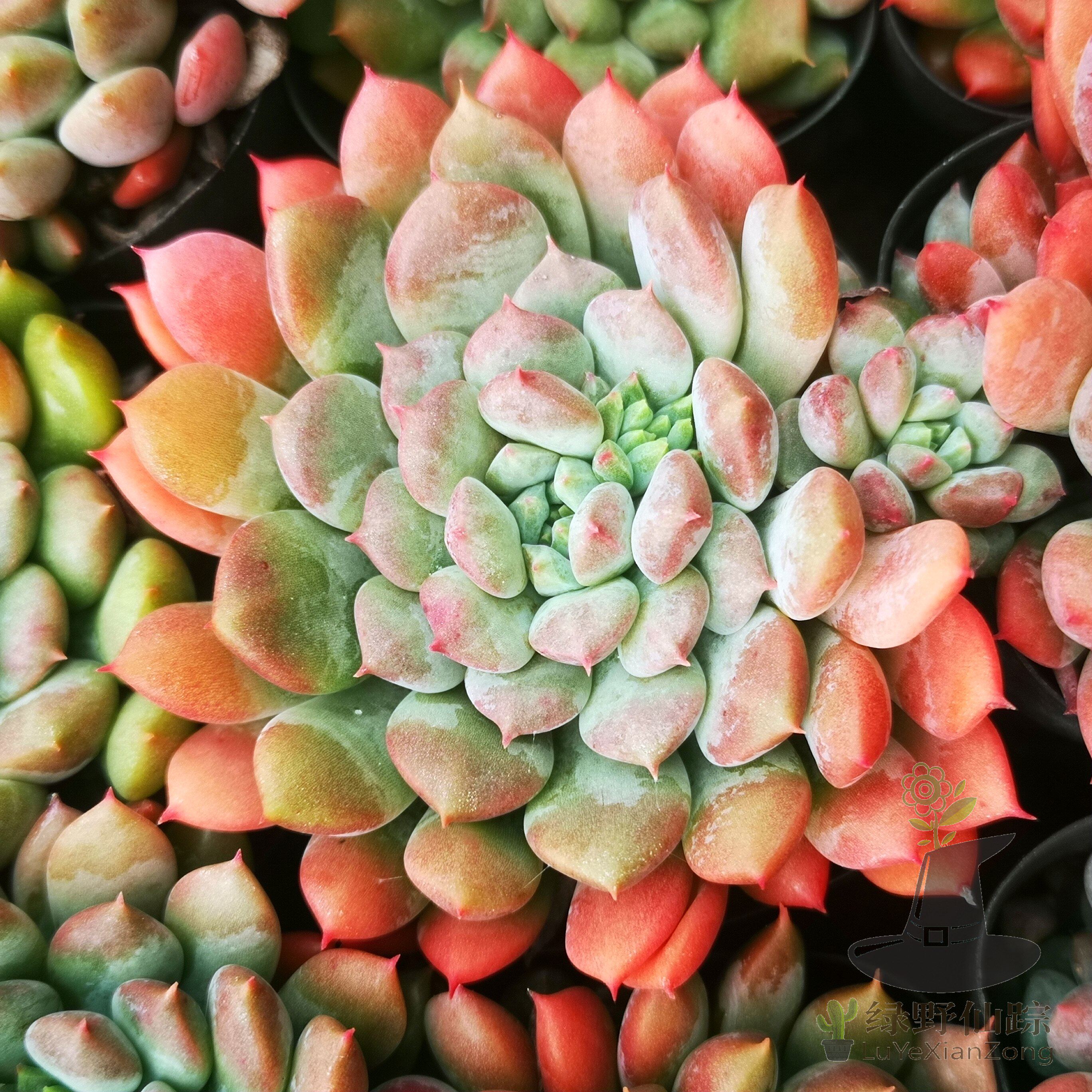 莱恩小精灵绿野仙踪多肉植物秋季冬季阳台庭院园艺家庭办公清新