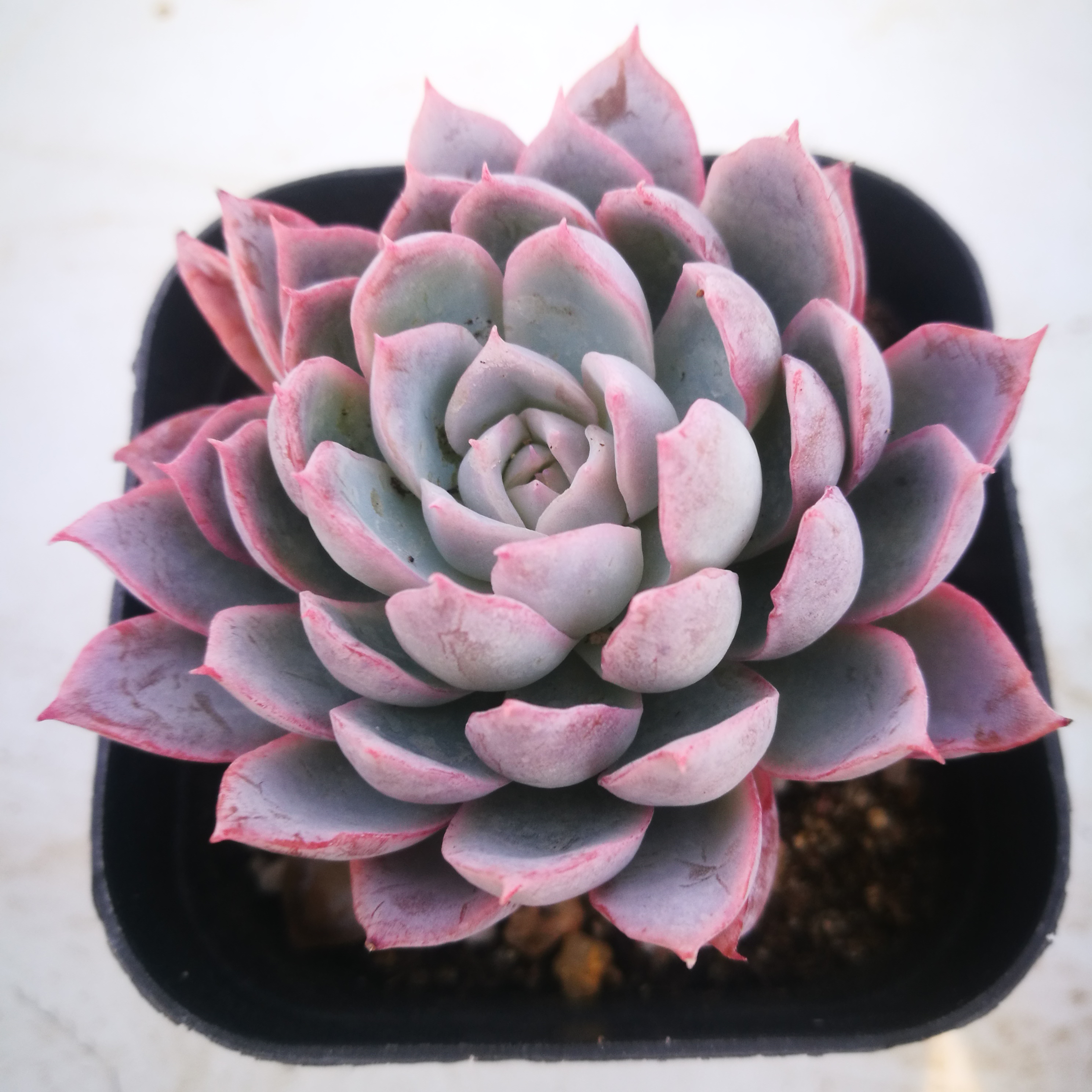 紫罗兰女王绿野仙踪多肉植物秋季冬季阳台庭院桌面绿植园艺清新