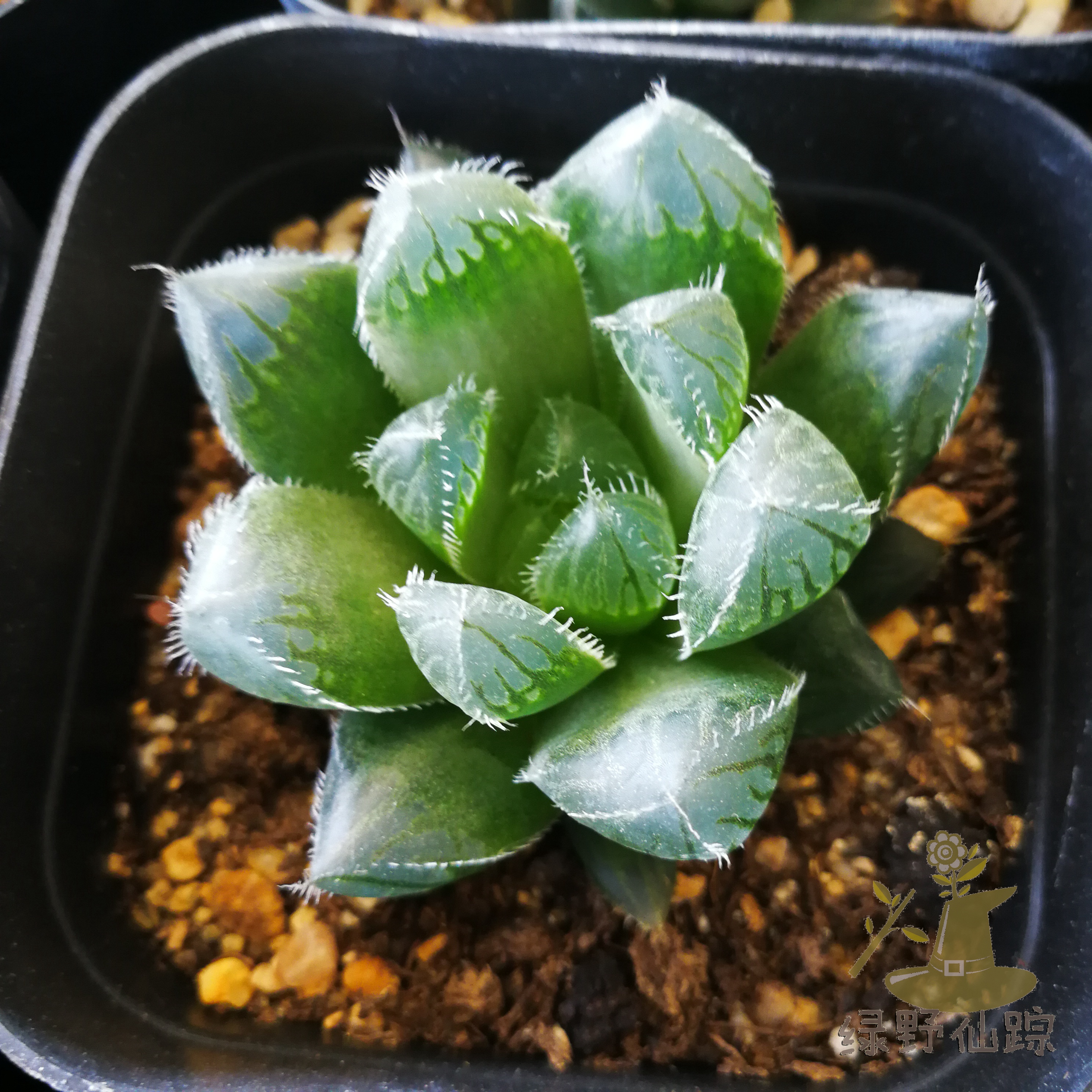 f蓝镜玉露绿野仙踪多肉植物秋季冬季阳台庭院桌面绿植清新