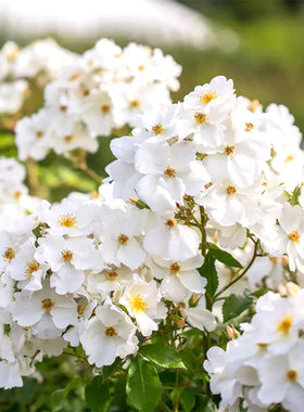 【小鼹鼠秋冬裸根月季】邱园Kew清新白色单瓣野趣