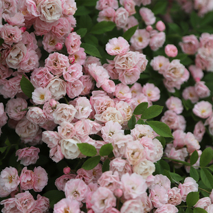 小鼹鼠园艺家群舞月季爬藤清新粉色枝条无刺长势快抗病好养