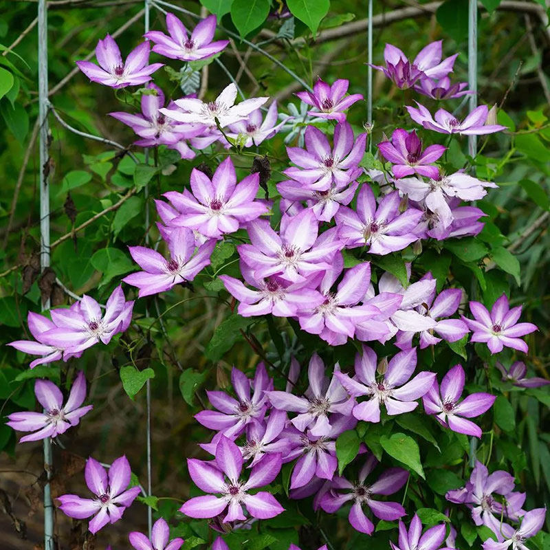 小鼹鼠园艺家 铁线莲蜥蜴f系耐热丰花爬藤植物p9盆栽苗