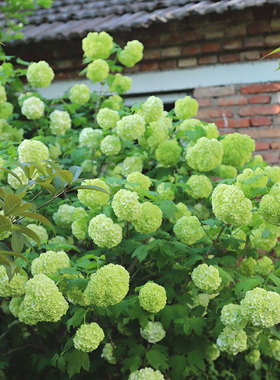 小鼹鼠园艺家欧洲木绣球花苗玫瑰春天开花白色雪球花灌木好养