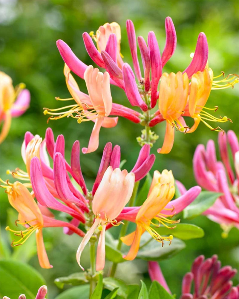 小鼹鼠园艺家红花金银花树苗美国丽人百合香味爬藤勤花好养 鲜花速递/花卉仿真/绿植园艺 藤本/攀援植物 原图主图