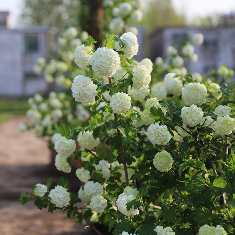 欧洲木绣球花苗玫瑰春天开花白色荚蒾庭院花园植物树苗好养