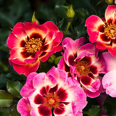 羞红巴比伦眼睛月季颜色绚烂