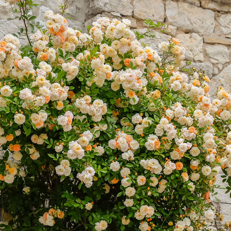 爬藤月季阿兹玛赫德吉莱纳德