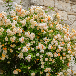 小鼹鼠园艺家阿兹玛赫德爬藤月季花苗庭院攀爬长势快花量大