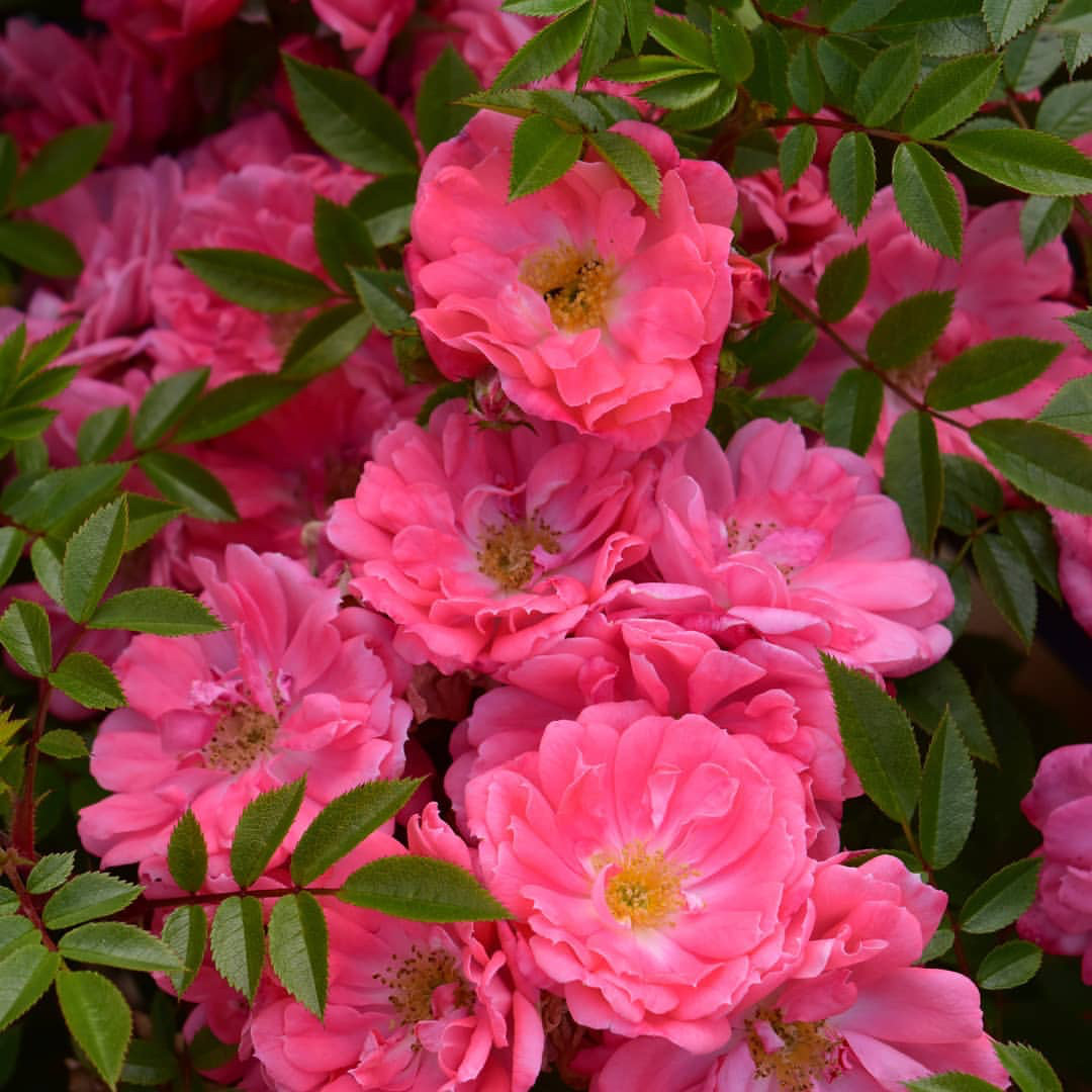 小鼹鼠地被月季摆渡Ferdy鲑红色集群开花量大紧凑盆栽长势快抗病,鲜花速递/花卉仿真/绿植园艺,月季/蔷薇/玫瑰,淘宝优惠券,粉丝福利购,淘宝优惠卷