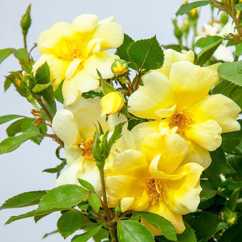 小鼹鼠园艺家月季阳光绝色佳人ADR金色多头丰花低维护好养,鲜花速递/花卉仿真/绿植园艺,月季/蔷薇/玫瑰,淘宝优惠券,粉丝福利购,淘宝优惠卷