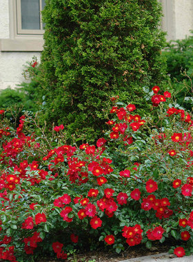 小鼹鼠园艺家地被月季红色天鹅绒地毯开花机器景观系列
