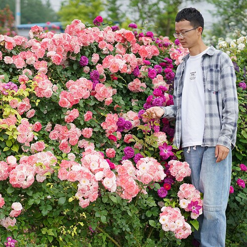 藤本月季樱霞多季开花花墙花柱