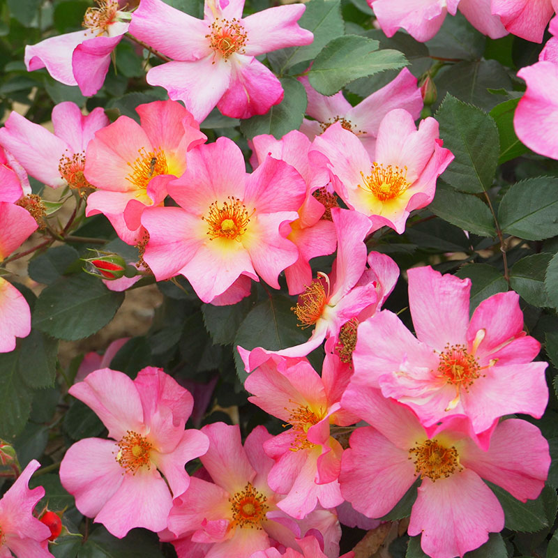 美丽日出月季花卉庭院阳台花园