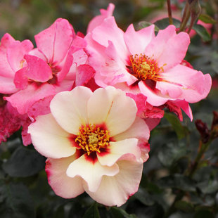 小鼹鼠园艺家腓尼基公主单瓣眼睛月季花苗变色复色勤花多头耐寒