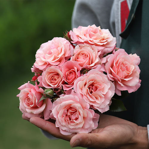 波提雪莉月季适合新手花友