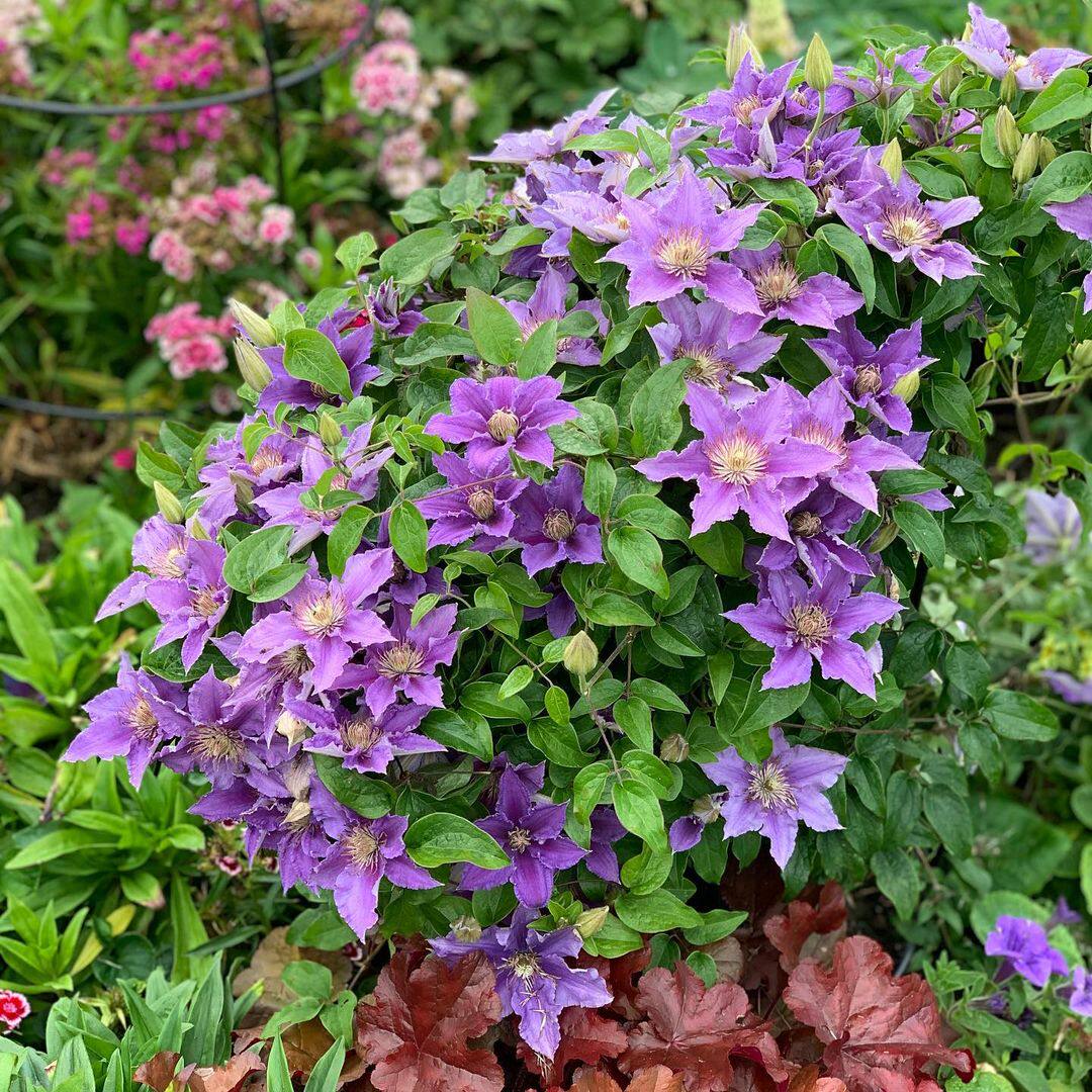 小鼹鼠园艺家 新品铁线莲啤酒bijou矮生盆栽早花大花组爬藤p9盆栽