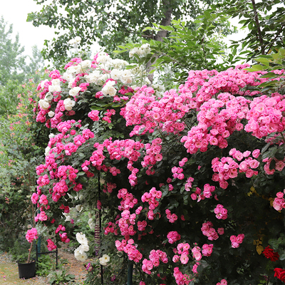 粉色多头爬藤月季安吉拉藤本