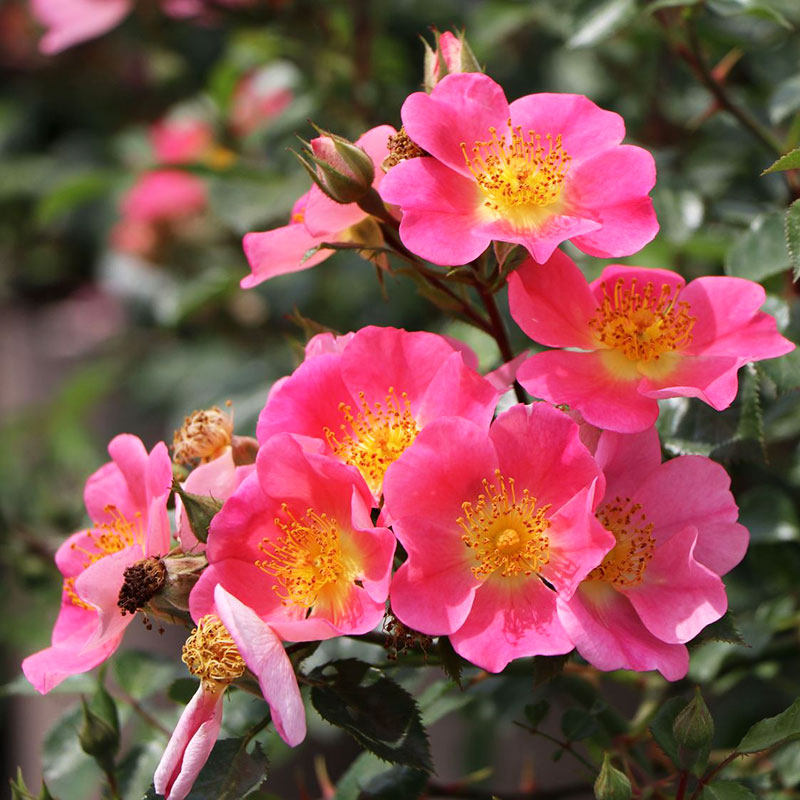 小鼹鼠园艺家托普琳娜月季花苗德国ADR高抗地被低维护多季开花