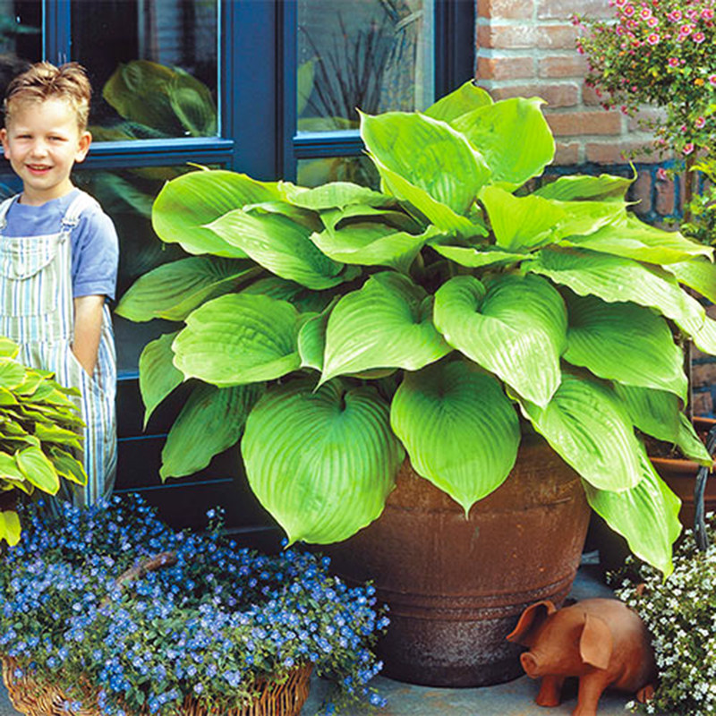 小鼹鼠园艺家24个园艺品种玉簪花盆栽苗耐阴耐寒多年生观叶花卉,鲜花速递/花卉仿真/绿植园艺,宿根/地被植物,淘宝优惠券,粉丝福利购,淘宝优惠卷