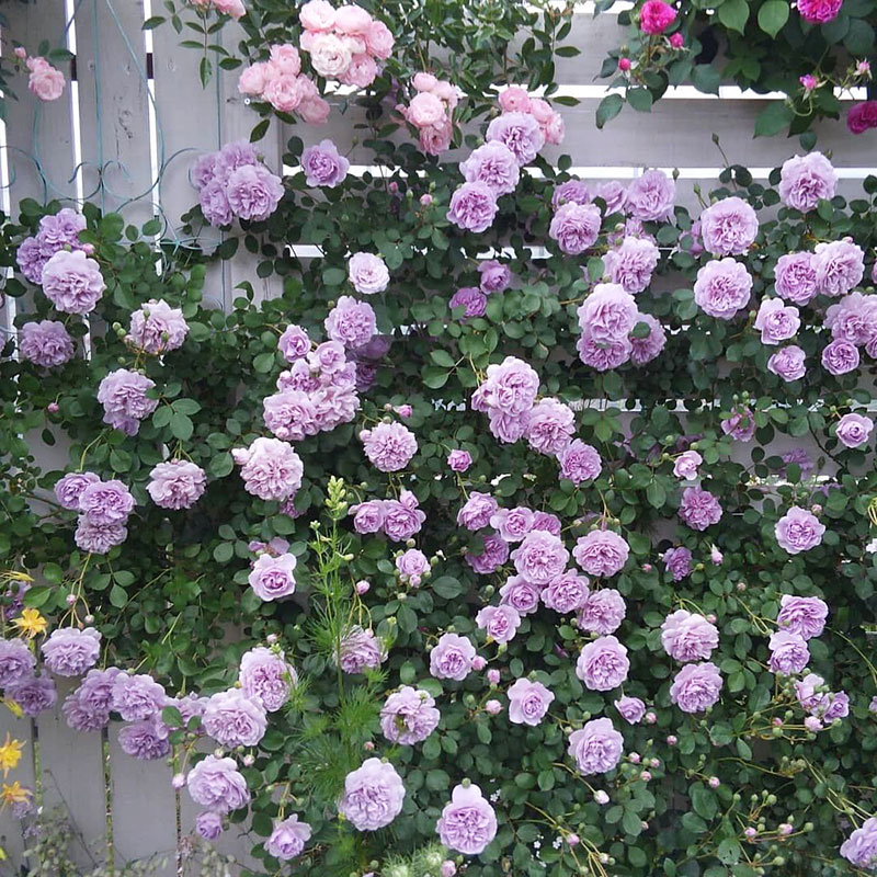 小鼹鼠园艺家爬藤月季蓝色阴雨蓝紫色藤本花苗长势快阳台玫瑰,鲜花速递/花卉仿真/绿植园艺,月季/蔷薇/玫瑰,淘宝优惠券,粉丝福利购,淘宝优惠卷