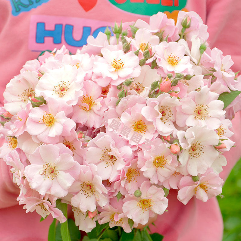 小鼹鼠园艺家单瓣卖花姑娘月季花苗多季粉色小清新玫瑰多头勤花,鲜花速递/花卉仿真/绿植园艺,月季/蔷薇/玫瑰,淘宝优惠券,粉丝福利购,淘宝优惠卷