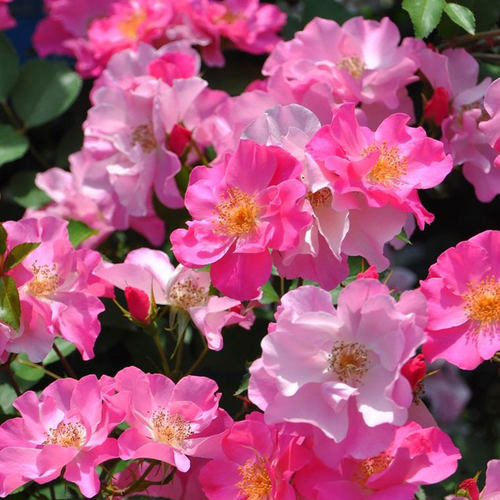 丰花月季香格里拉灌木花瓣轻薄
