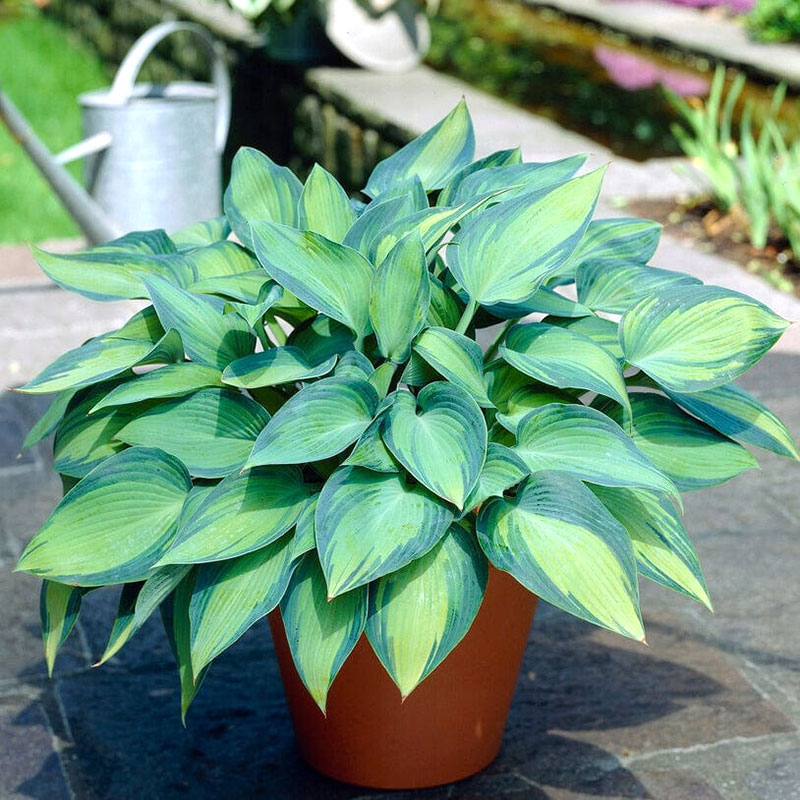 玉簪花苗六月中型品种