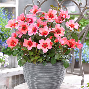 只为你 only多季 眼For eyes 开花 your 小鼹鼠园艺家眼睛月季