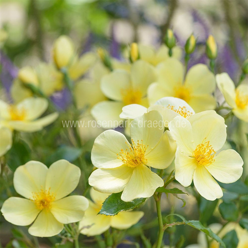 小鼹鼠园艺家奥斯汀单瓣月季花苗姗姗而来灌木灵动清新直立,鲜花速递/花卉仿真/绿植园艺,月季/蔷薇/玫瑰,淘宝优惠券,粉丝福利购,淘宝优惠卷