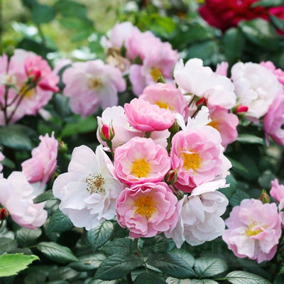 小鼹鼠园艺家乌托邦月季V9盆栽苗