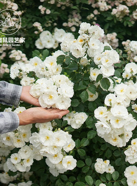 小鼹鼠园艺家白色月季花苗白帆之冬小藤本灌木均可勤花耐热干净