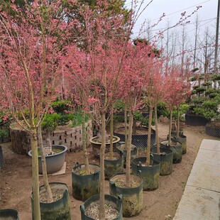 进口红枫泰勒新枫叶粉红色枫叶别墅庭院阳台盆栽绿植彩叶树种枫树
