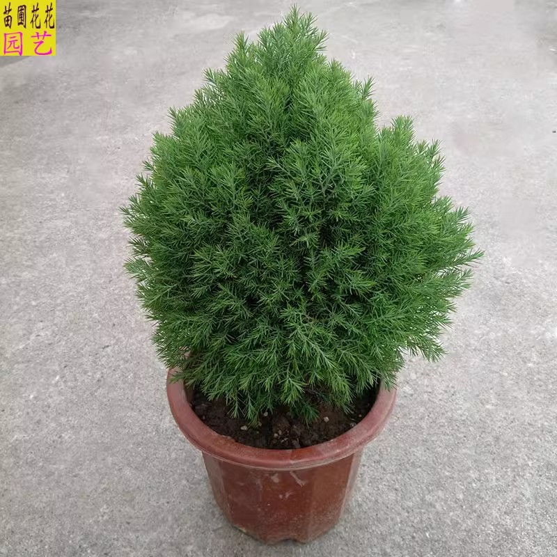 耐寒四季常青皮球松可地栽
