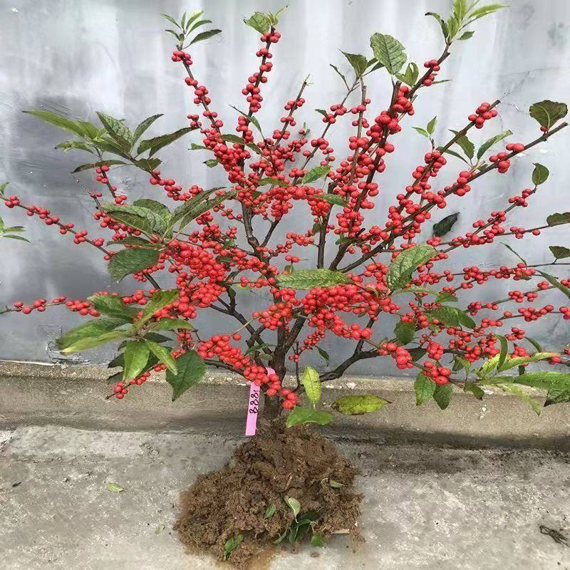 年宵花卉北美冬青熙梦包成活
