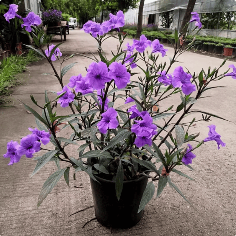 蓝花草草本花卉翠芦莉盆栽春夏