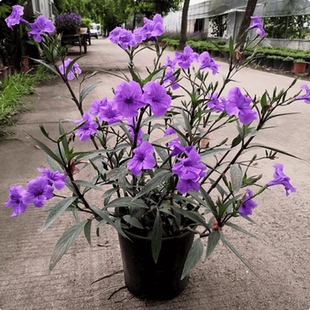 翠芦莉盆栽 蓝花草 粉花翠芦莉墨西哥矮牵牛多年生宿根耐热花期长