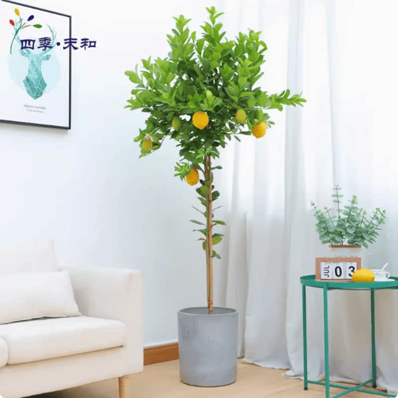 熙梦果树苗带果子柠檬树苗带花苞